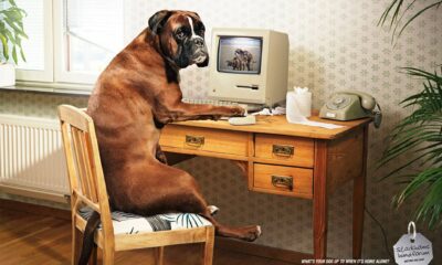cachorro sentado numa cadeira no computador