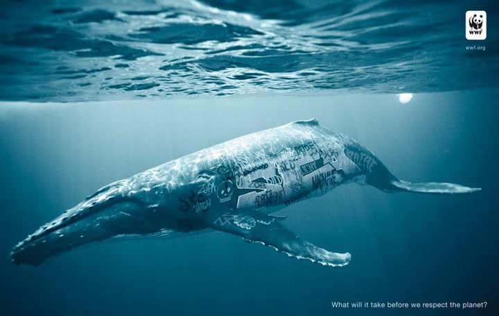 baleia, animal, wwf, grafitti, respeito pelo planeta