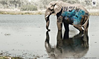 elefante, animal, wwf, grafitti, respeito pelo planeta
