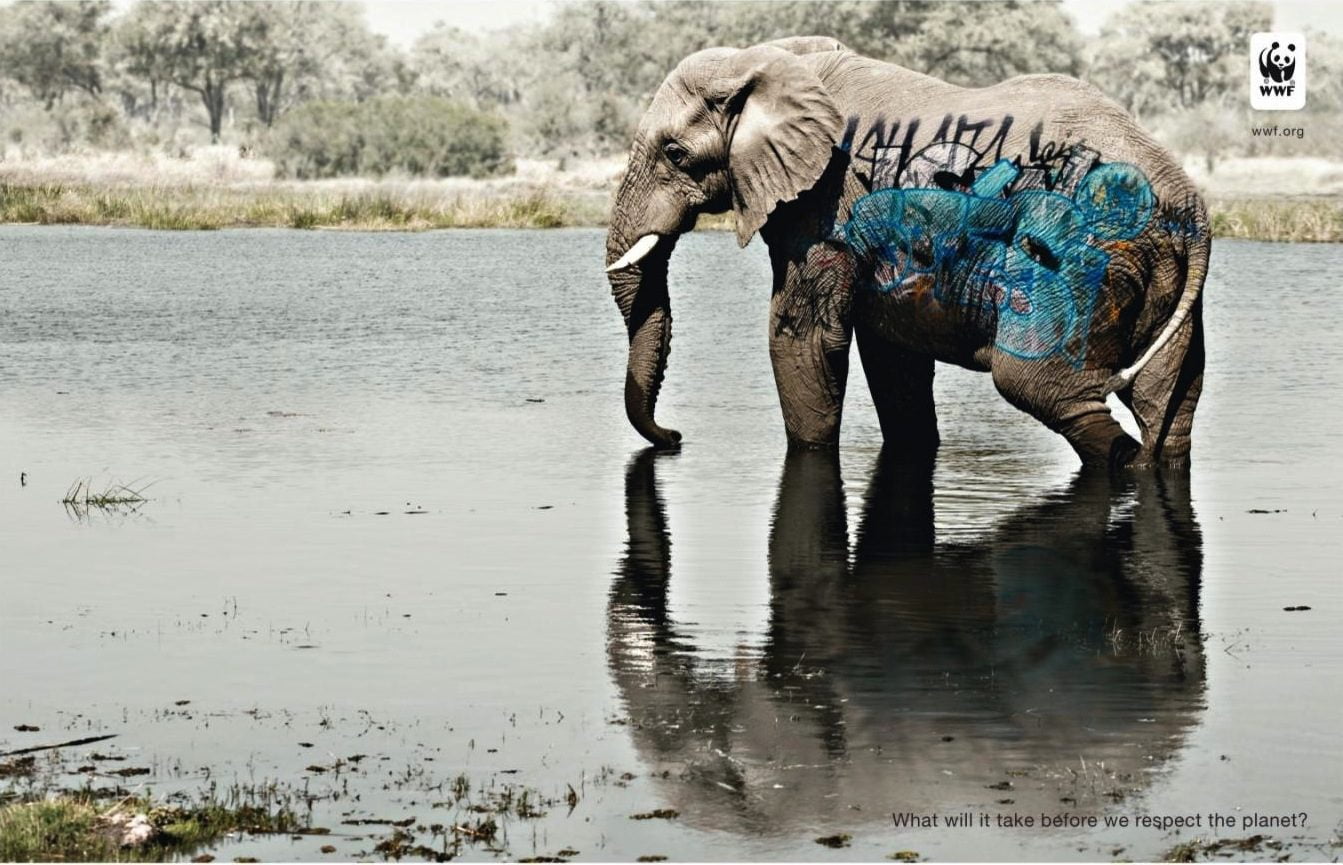 elefante, animal, wwf, grafitti, respeito pelo planeta