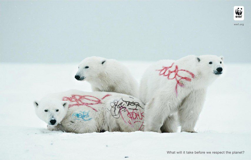urso polar, animal, wwf, grafitti, respeito pelo planeta