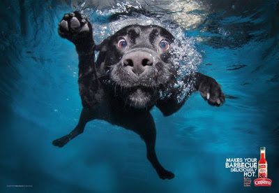 labrador retriever underwater dogs