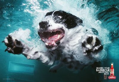 springer spaniel underwater dogs