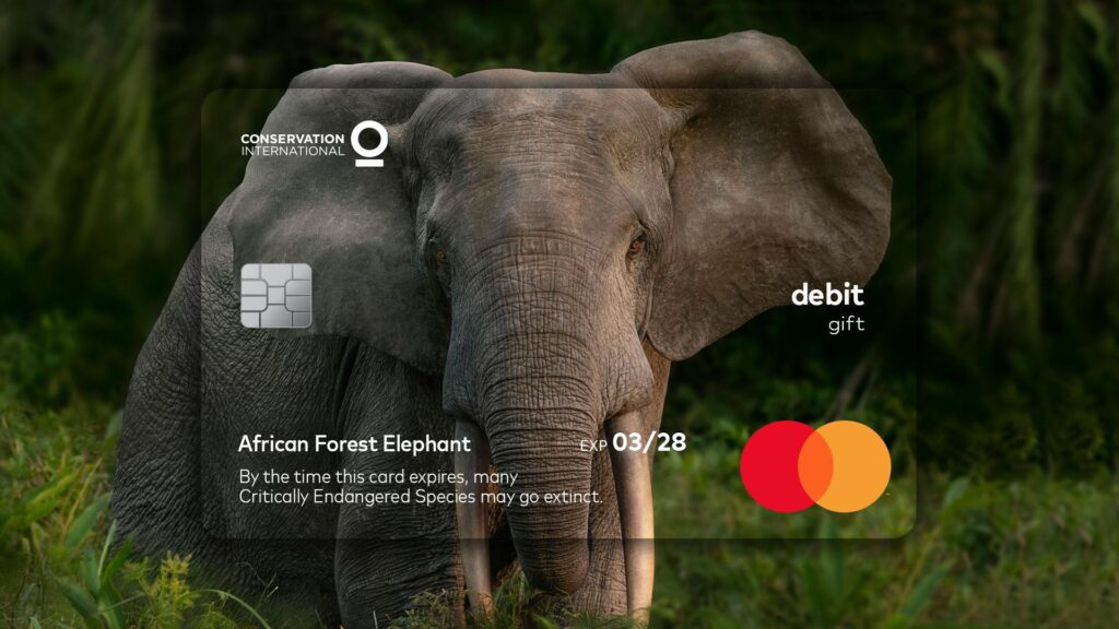 cartão elefante mastercard animais em extinção