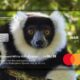 cartão lemur mastercard animais em extinção