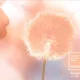 Cor Pantone do ano 2024 - Peach Fuzz