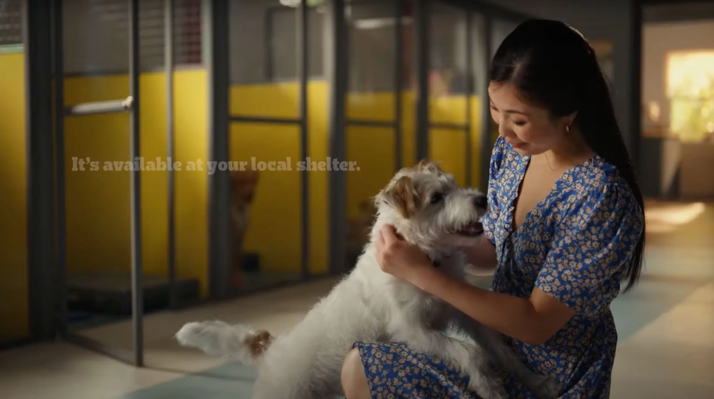mulher e cachorro da Campanha Pedigree Rebound Dogs